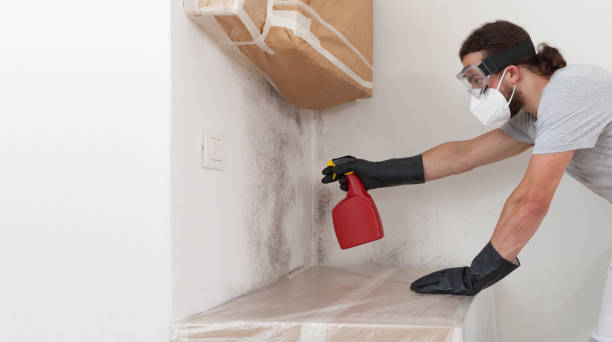 Professional Attic Mold Removal technician working in Central City, IL