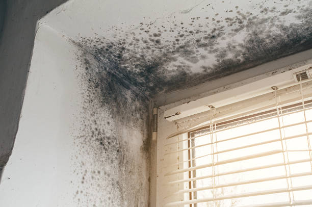 Affordable Basement Mold Removal solutions in Central City, IL