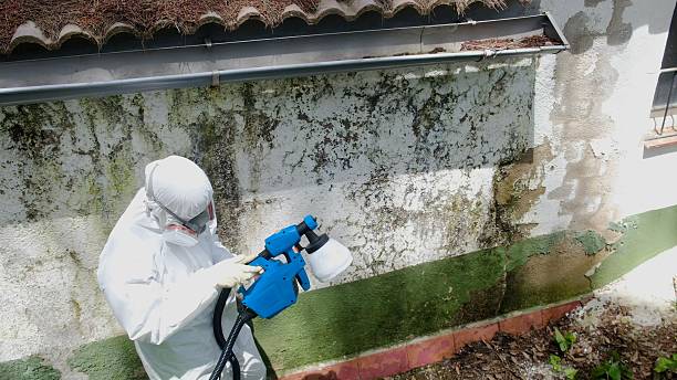 Trusted Mold Removal service in Central City, IL - Cheap Mold Removal